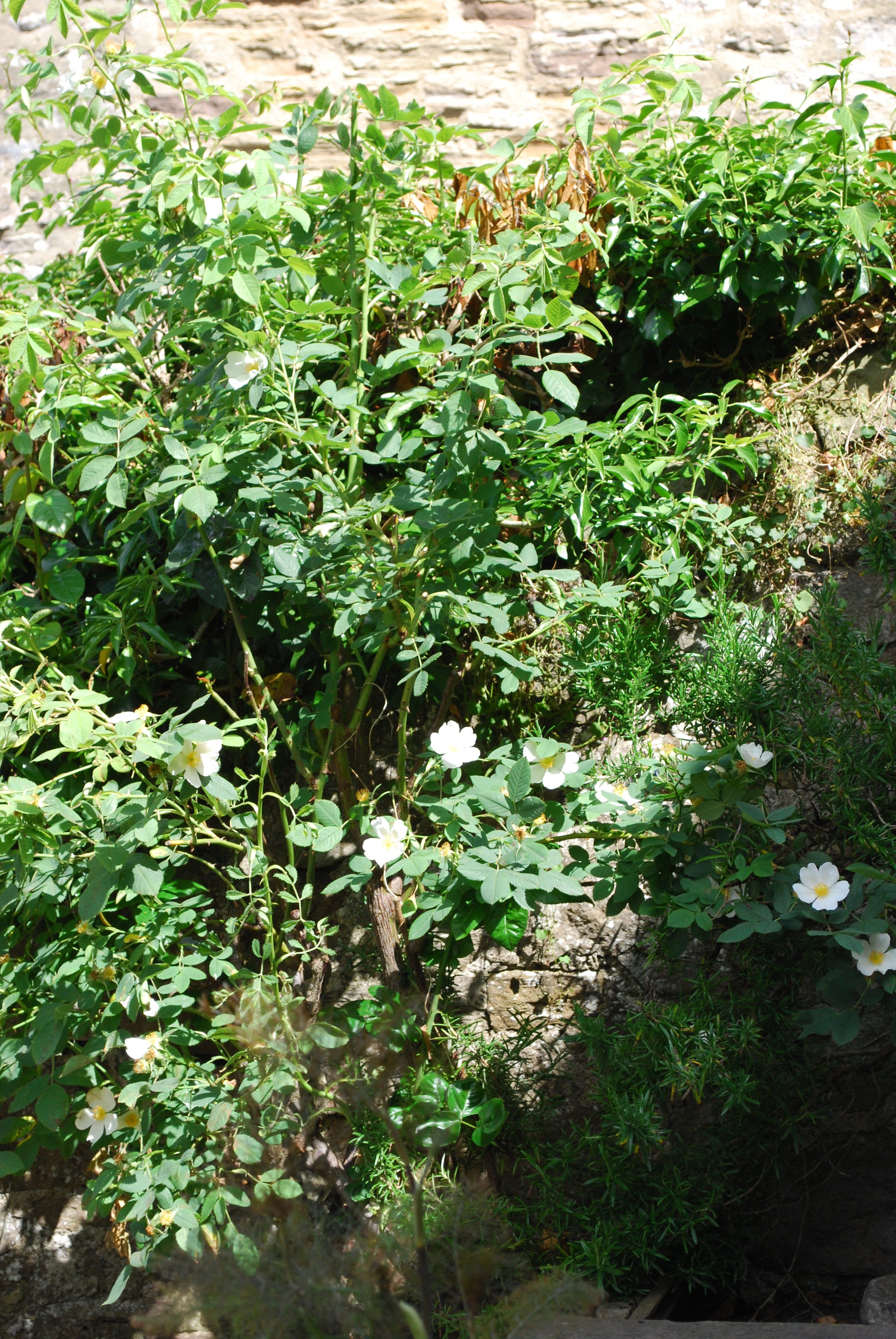 Roses in Cartmel Cottage Garden